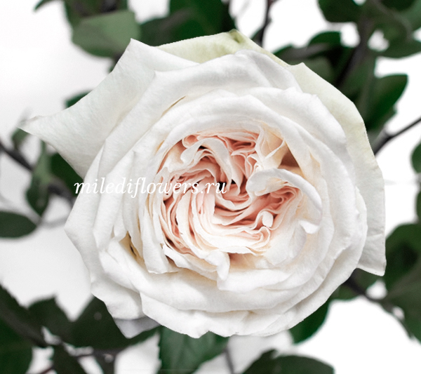 Роза пионовидная White O'Hara